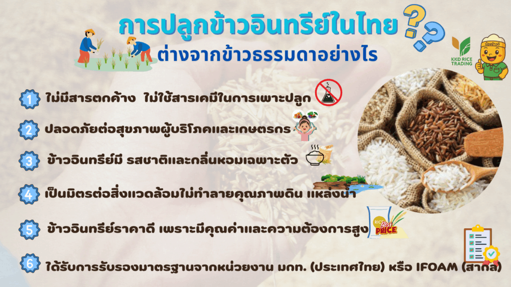 ข้าวสารอมตะนคร