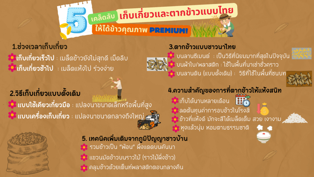 การตากข้าว