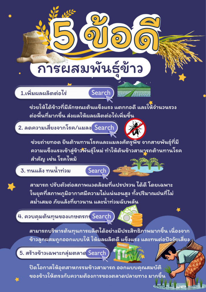 การผสมพันธุ์ข้าว