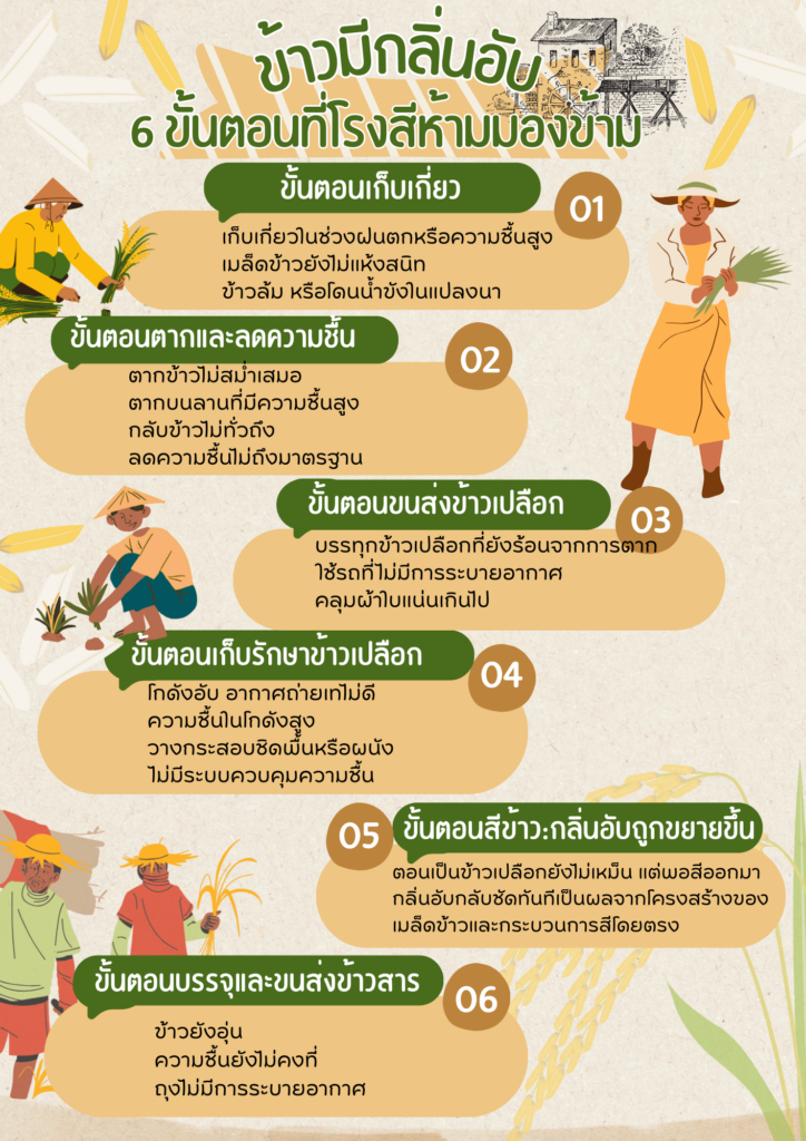 6 เรื่อง Important ! ข้าวมีกลิ่นอับ เกิดจากขั้นตอนไหนของกระบวนการผลิต เรื่องสำคัญที่โรงสีมองข้ามไม่ได้ 3 ข้าวมีกลิ่นอับ