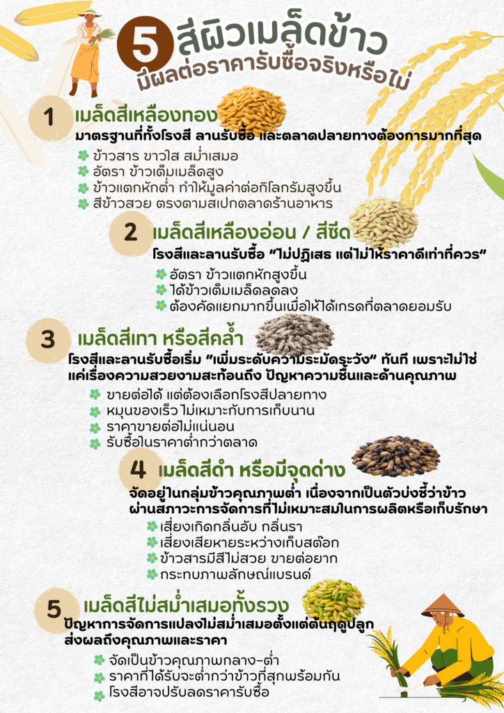 สีผิวของเมล็ดข้าว